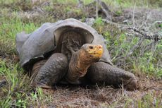 giant tortoise
