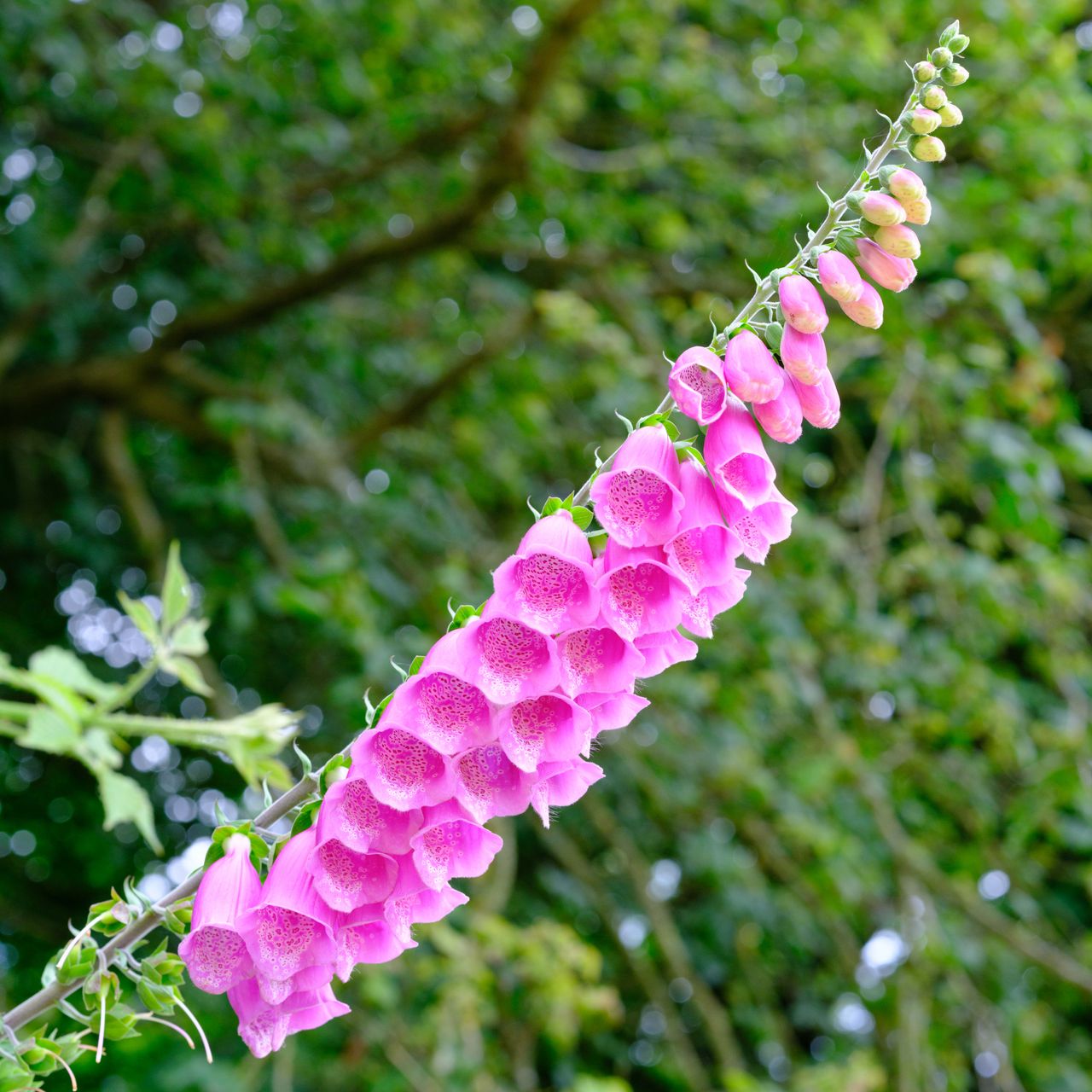 A photo of a pink foxglove flower