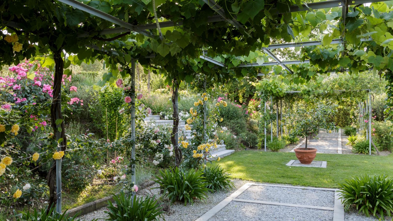 Climbers over pergola in a garden. Potted tree in the middle