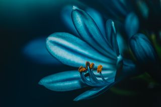 GuruShots - Fragrant Flowers