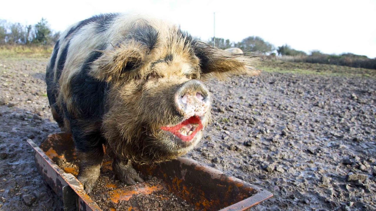 A pig with lipstick on it