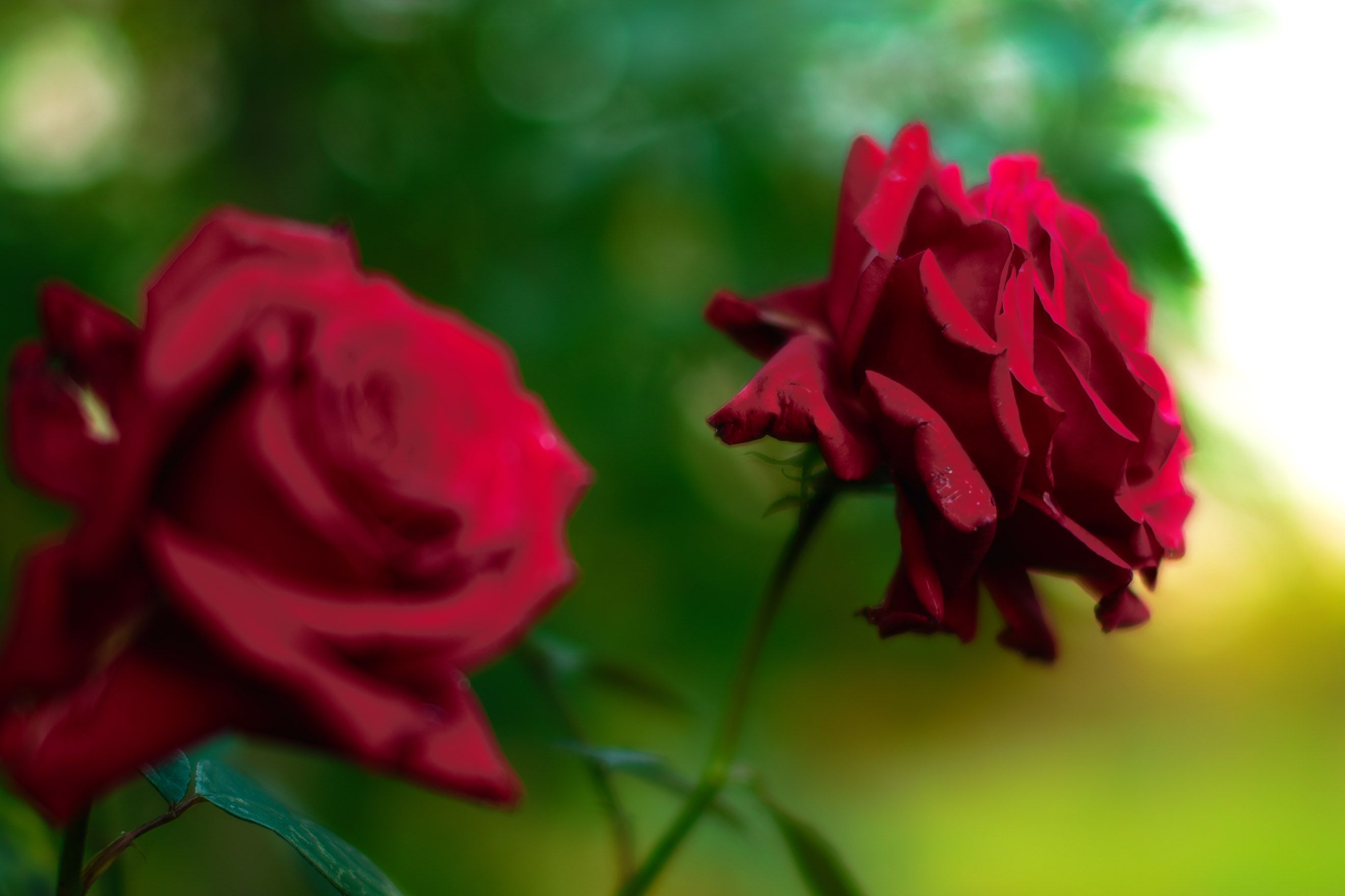 Image Quality picture taken with Sigma Foveon Sensor