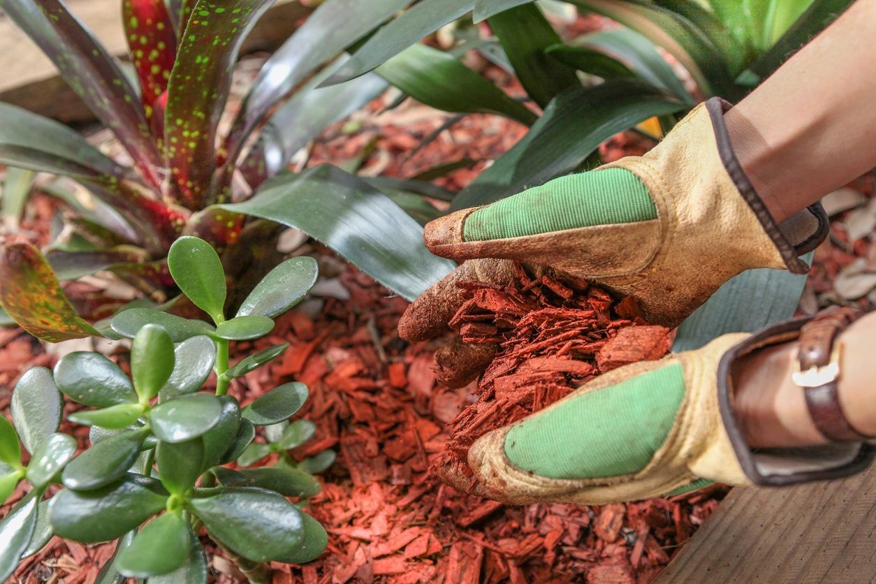 Wood Chip Mulch Being Placed Around Plants