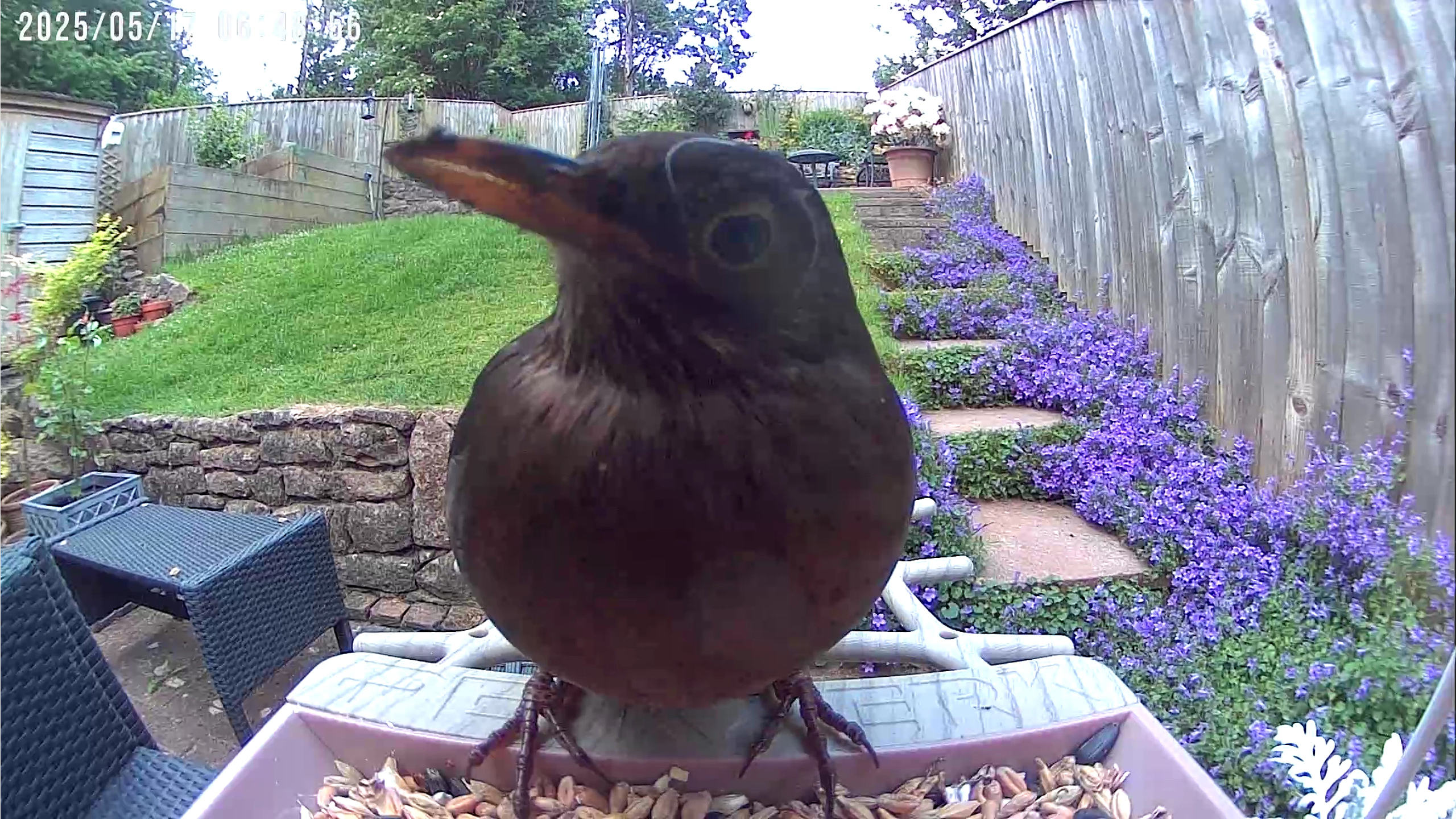 PeckPerk bird camera review
