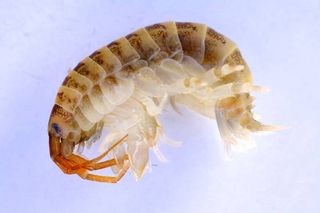 killer shrimp, invasive species