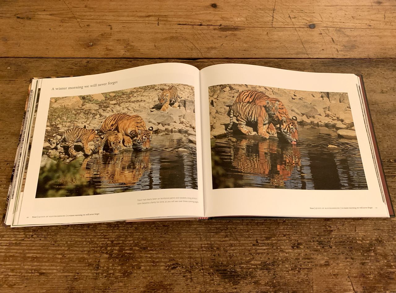 Photograph of pages 90-91 of Noor Queen of Ranthambhore by Andy Rouse