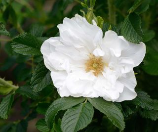 Rosa Blanc double de Coubert