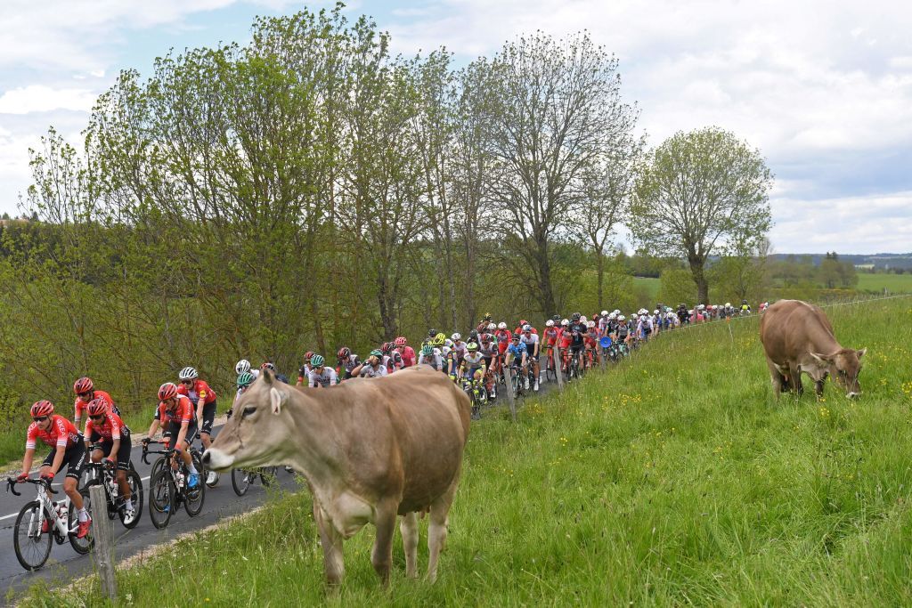 Some cows enjoy the Criterium du Dauphine