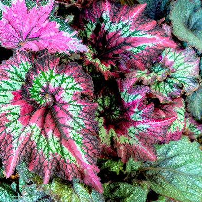 rex begonia with highly textured bright green and burgundy foliage