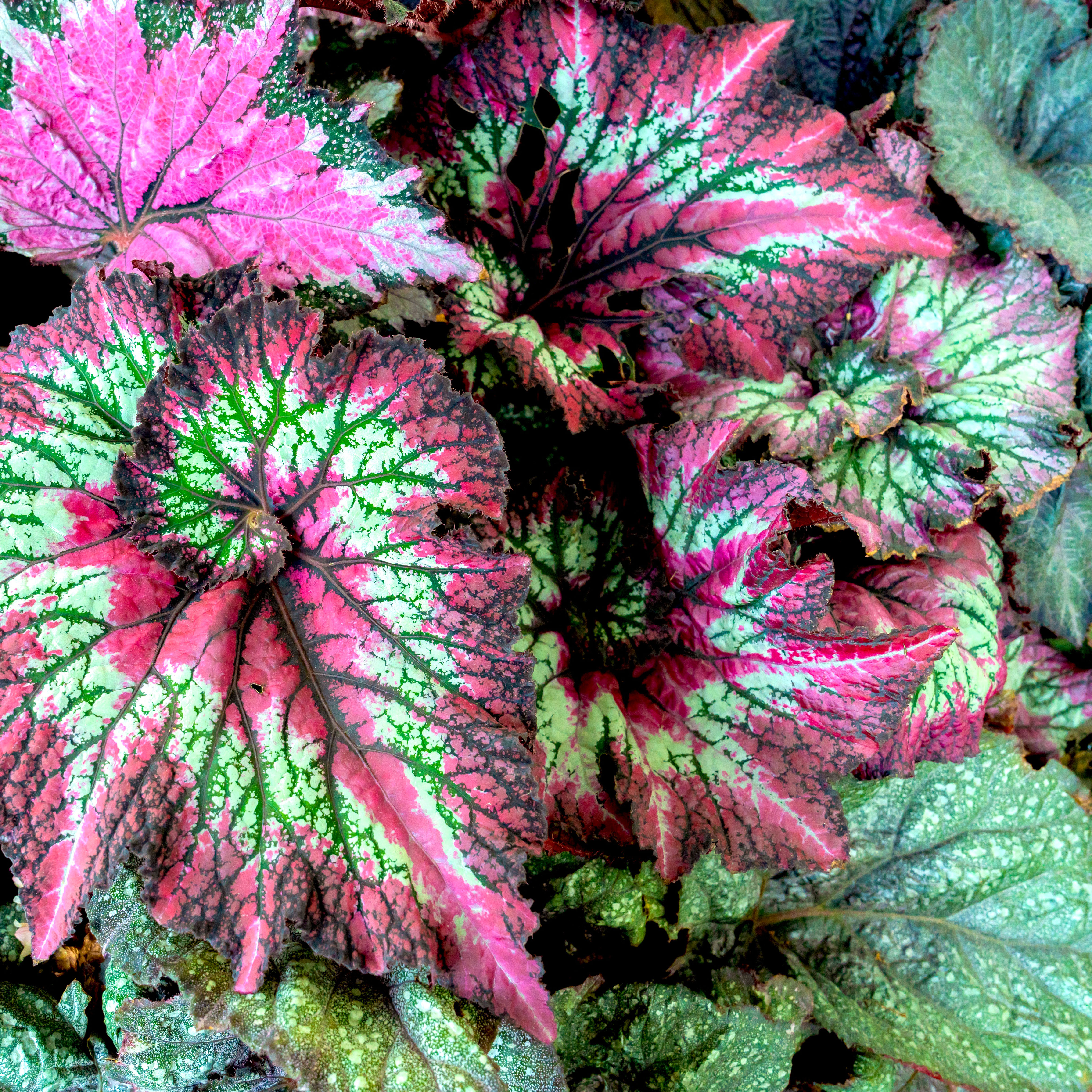 rex begonia with highly textured bright green and burgundy foliage
