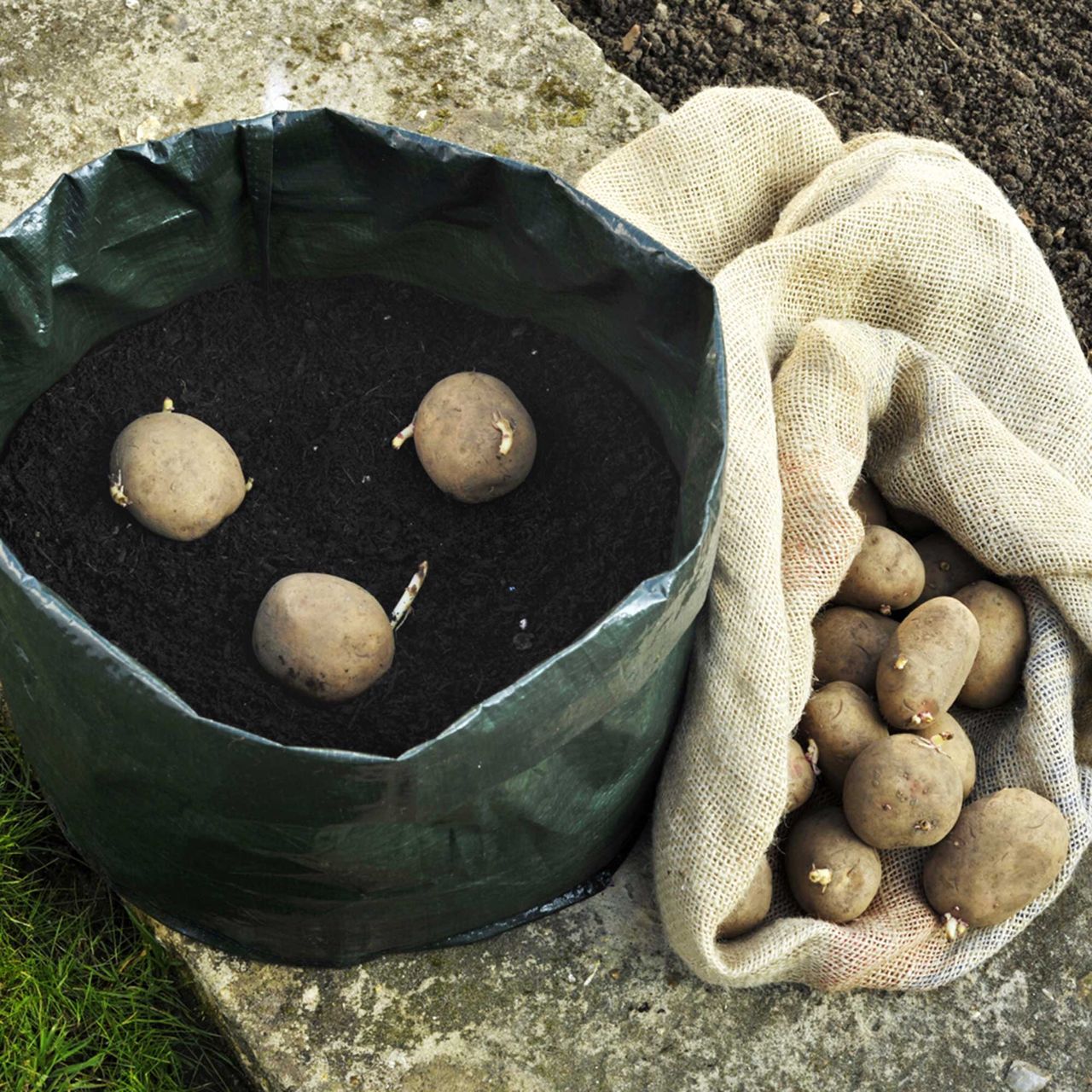 How to grow potatoes in bags a guide for homegrown spuds Ideal Home