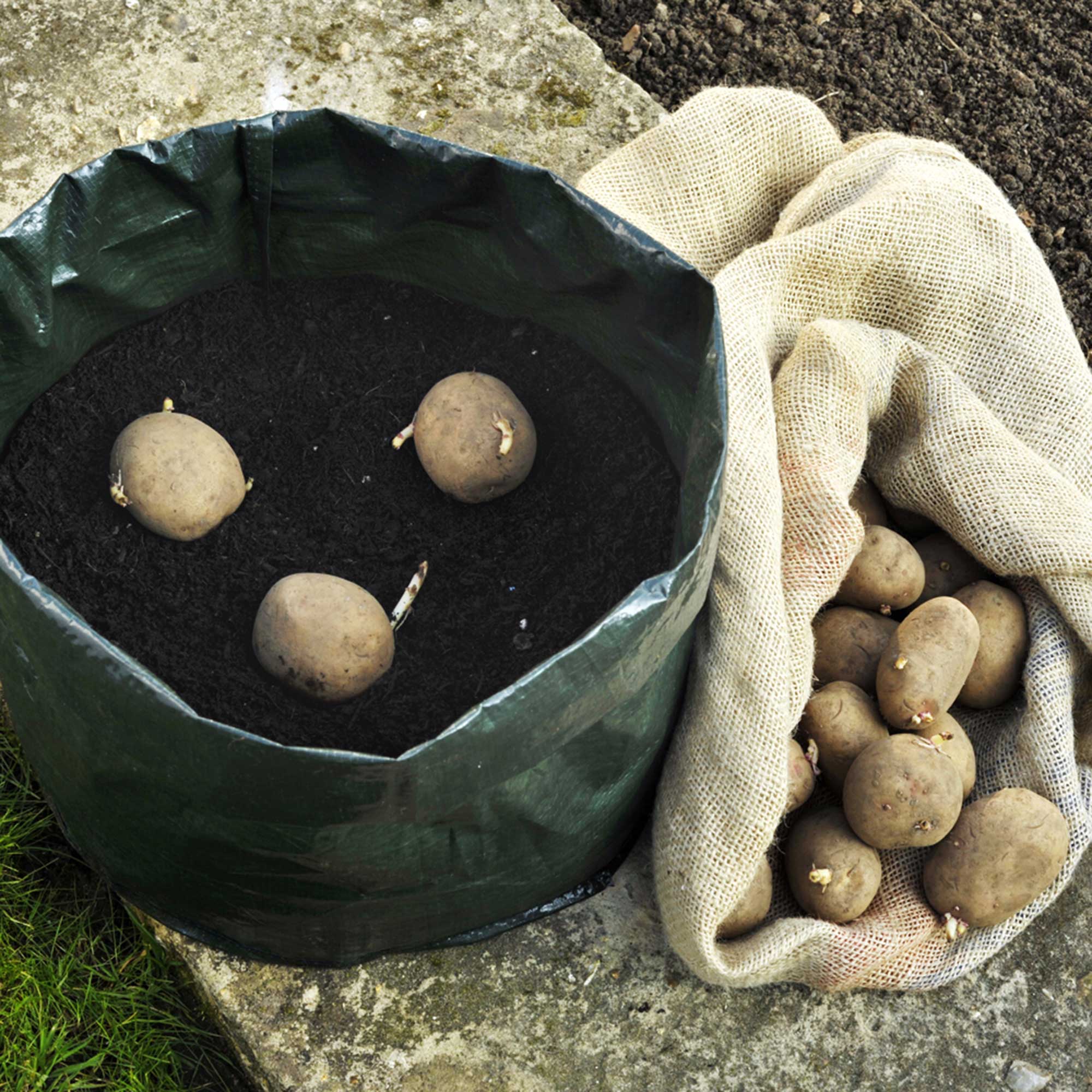 How Many Potatoes In A Pound? - BackyardDigs
