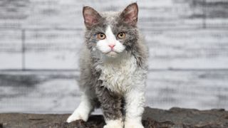 Selkirk rex