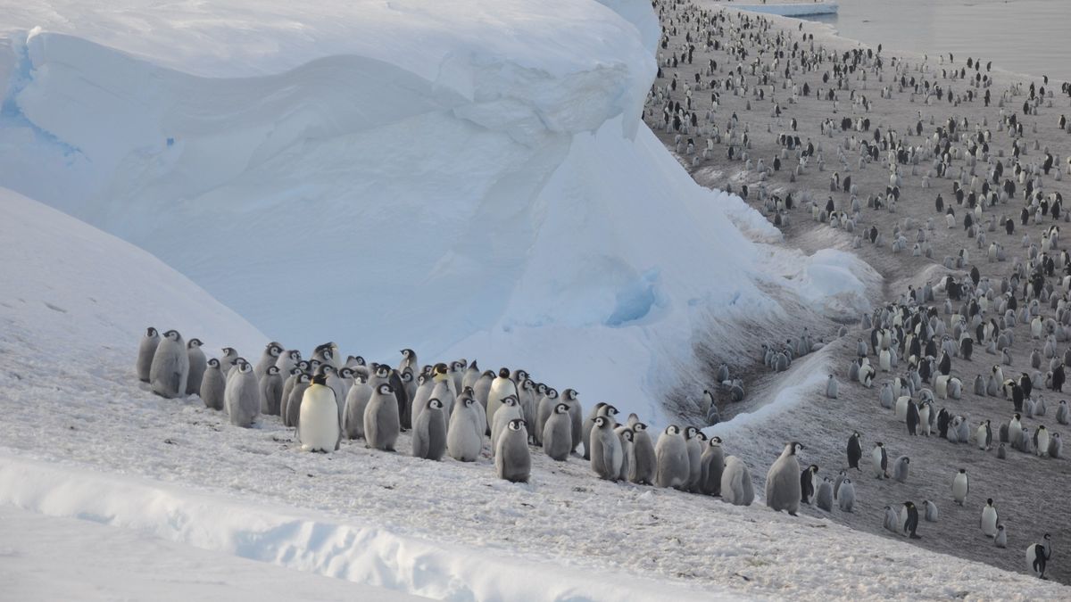 This photo shows hundreds of empire penguins standing on a snowy hill near the water in Antarctica. 