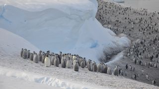 This photo shows hundreds of empire penguins standing on a snowy hill near the water in Antarctica. 