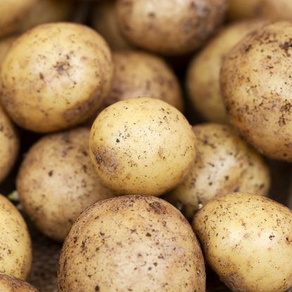 fresh harvested potatoes 