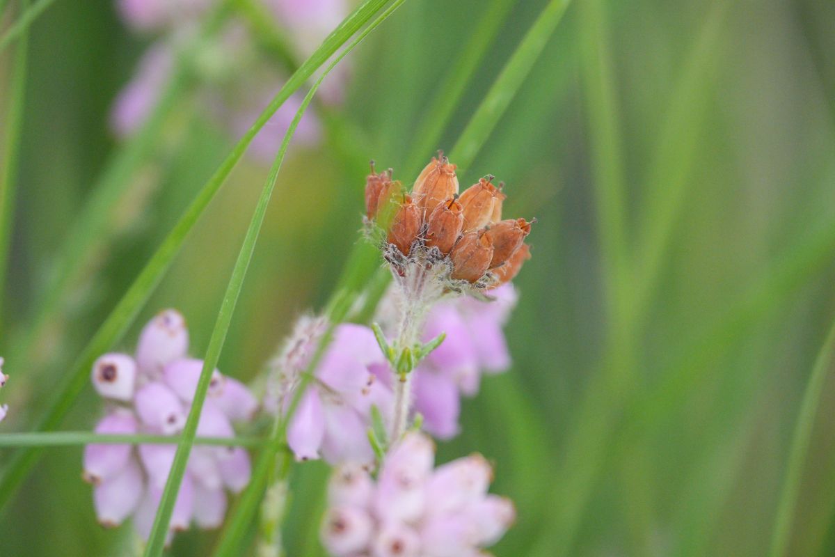 Sony RX10 V bridge camera sample gallery, a closeup of a pink flower in a nature reserve