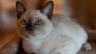 Tonkinese