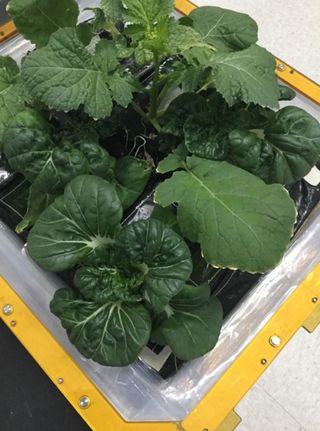Seeds for extra dwarf pak choy and wasabi plants like these, and two other plant varieties, launched to the International Space Station on SpaceX's CRS-15 Dragon mission for NASA on June 29, 2018.