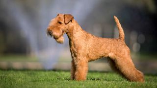 lakeland terrier posing on a lawn