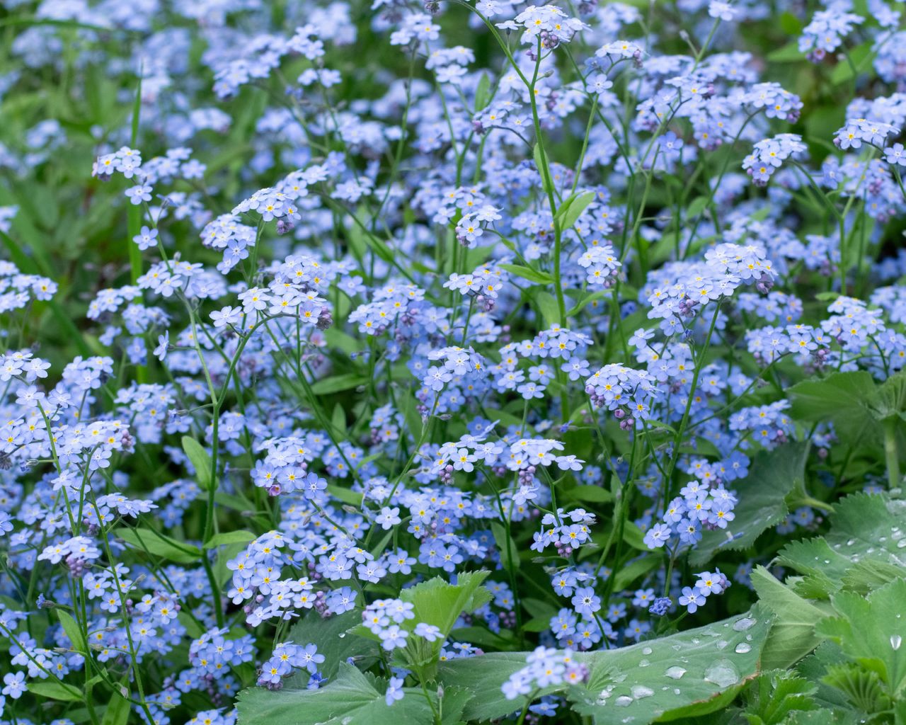 How To Grow Forget-Me-Nots For Unforgettable Spring Blooms | Gardening ...