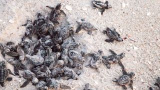 Hatchling loggerhead sea turtles making their way to the ocean on Clam Pass Beach in Florida.