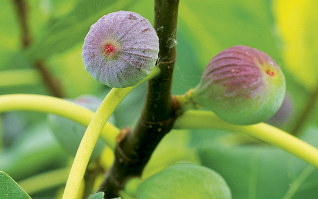 growing figs