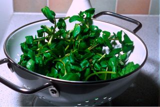 Watercress