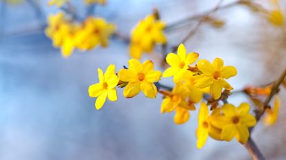 Yellow flower of winter jasmine against sky