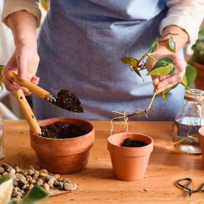 Gardener potting up propagated houseplant