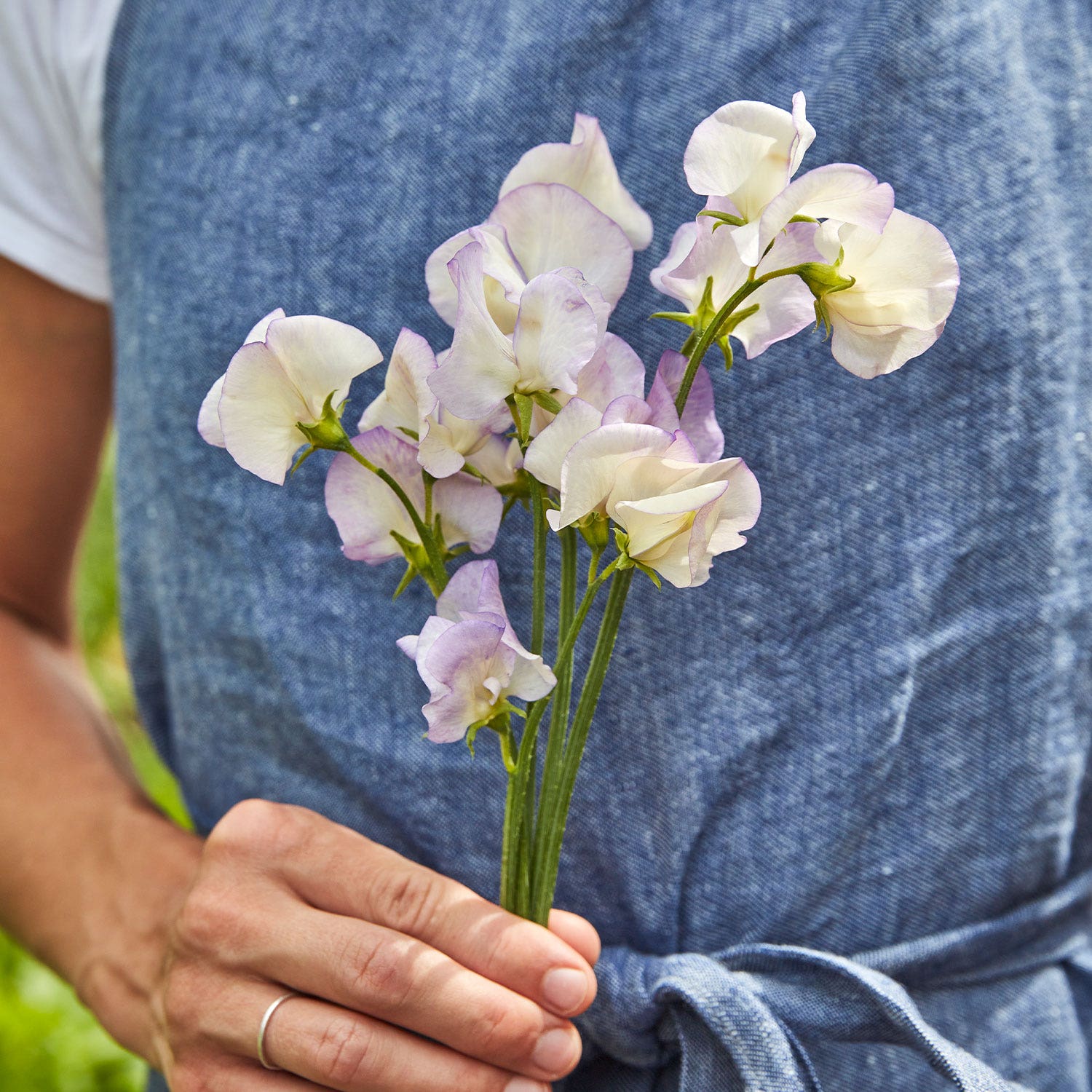 High Scent Sweet Pea Seeds
