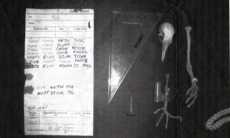 A man in England found the skeletal remains of a pigeon in his chimney, along with a mysterious, long-forgotten message from World War II attached to the bird&amp;#039;s leg.