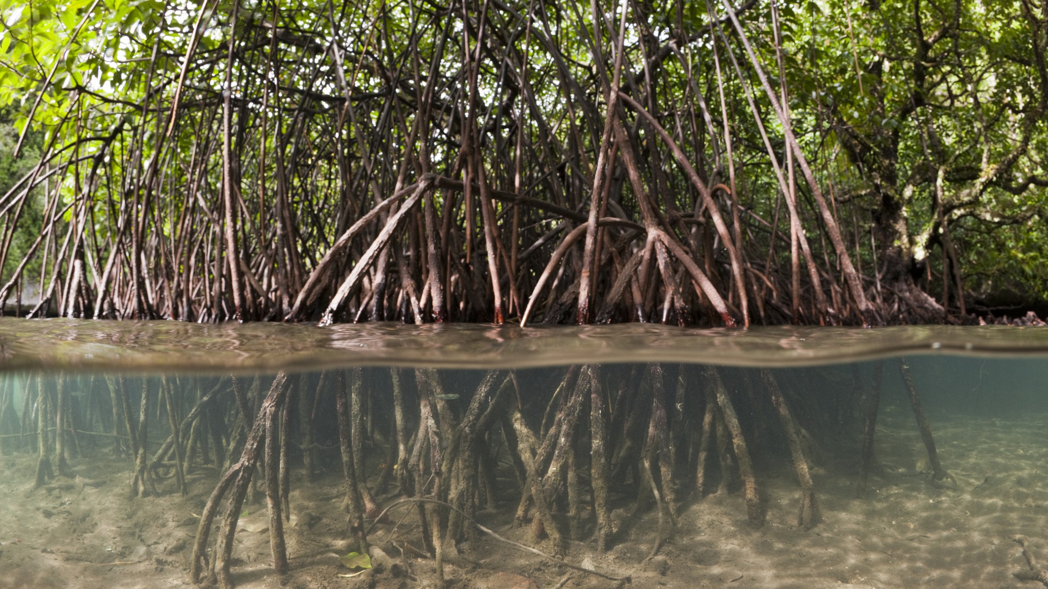 Mangrove trees with roots extending out above the water.