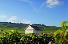 Champagne Louis Roederer vines