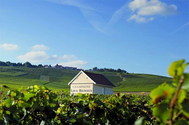 Champagne Louis Roederer vines