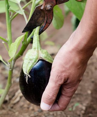 harvesting eggplant fruits with sharp secateurs when ripe but slightly immature