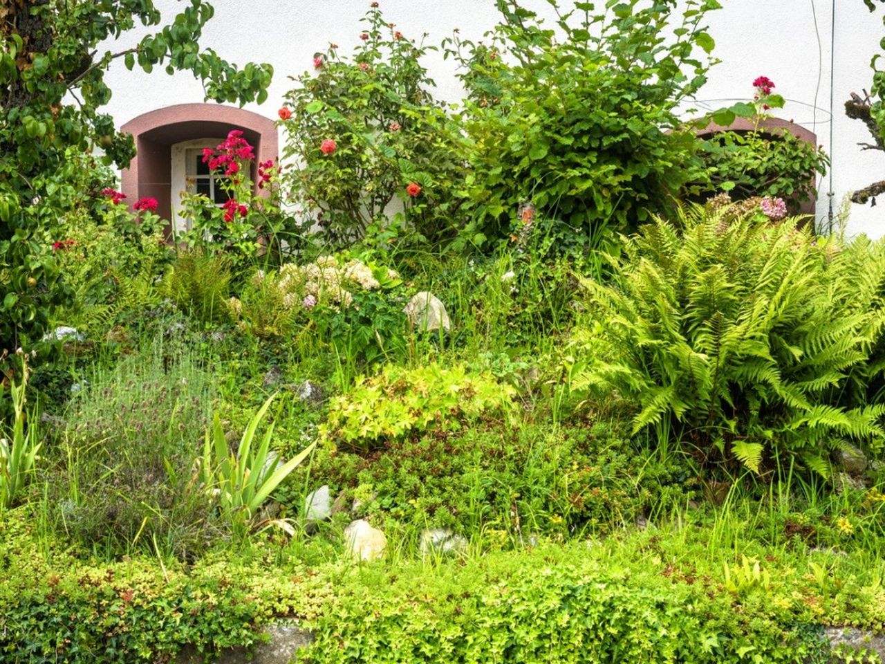 An overgrown garden