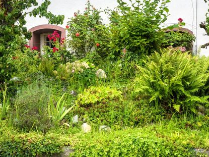 An overgrown garden