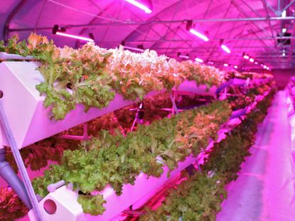 Plants Growing In An Aeroponic Space