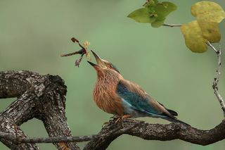 Toss the scorpion - Indian roller playing with the kill, 2017 Royal Society Publishing Photography Competition  