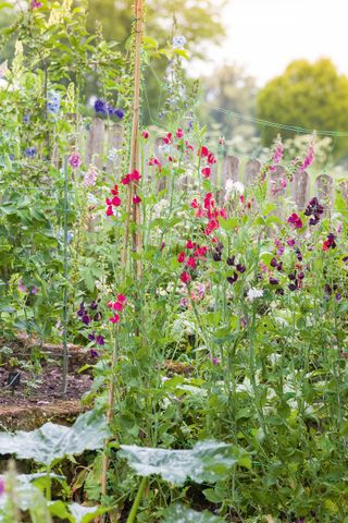 Sweet peas in a cottage garden veg patch
