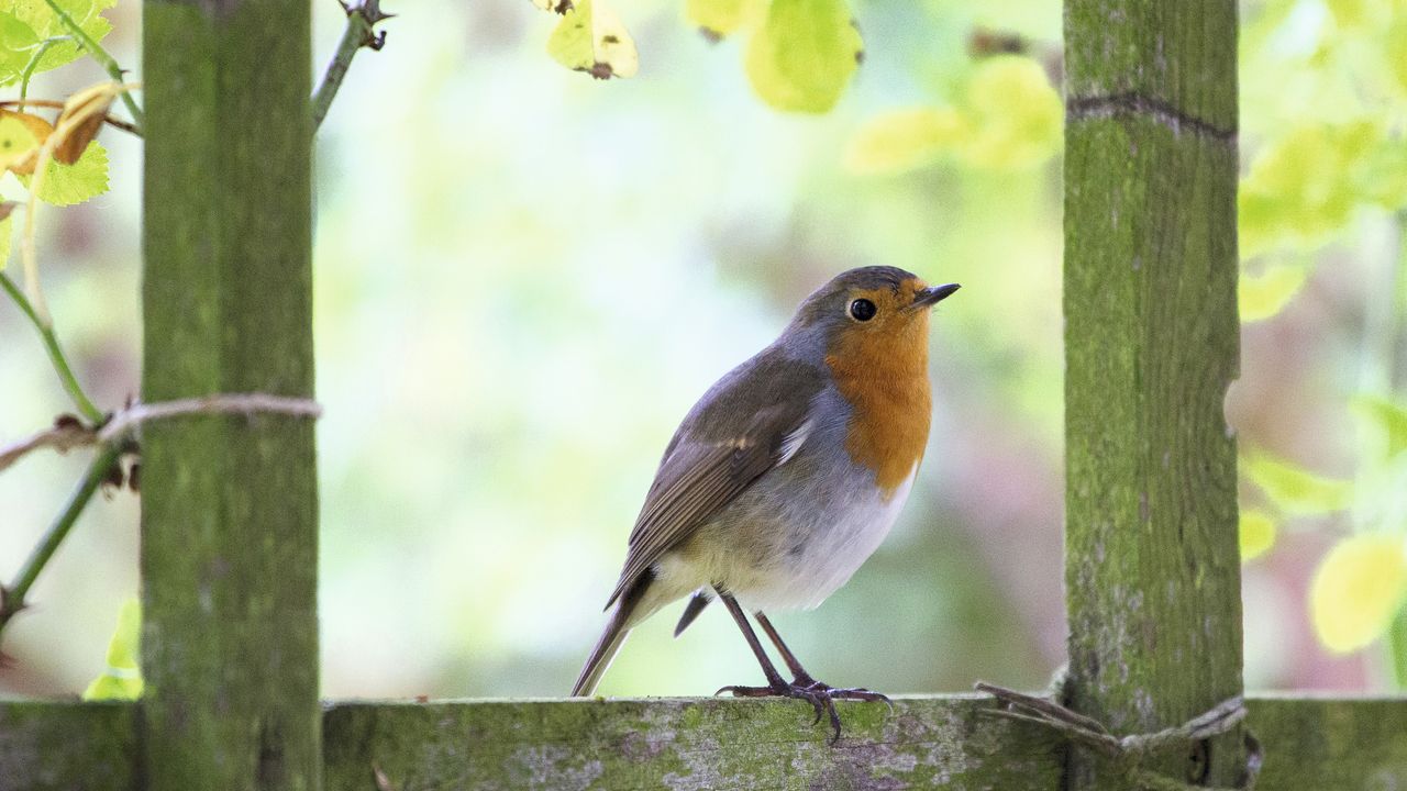 British birds lost: robin in a garden