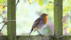 British birds lost: robin in a garden