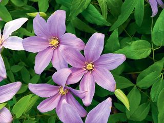 Clematis Blue Musk £14.99 - Squire's Garden Centres