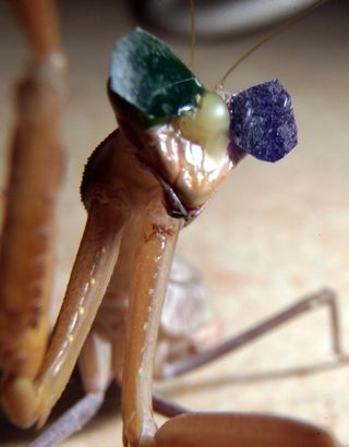 Praying mantis 3D glasses work just like the old red-and-blue lenses people used to wear for watching 3D movies. But mantises don't see well in red, so researchers used green and blue lenses.