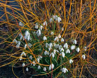 Common snowdrops Galanthus nivalis shine beneath stems of dogwood