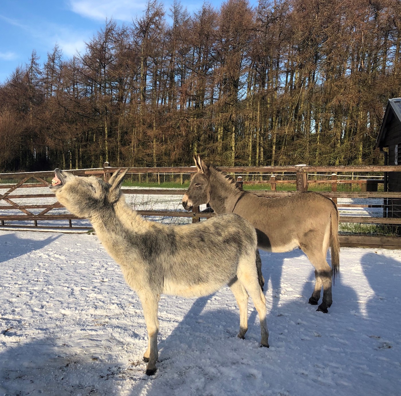 SnowDonkeys2