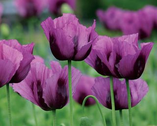 Hungarian Blue poppy flowers