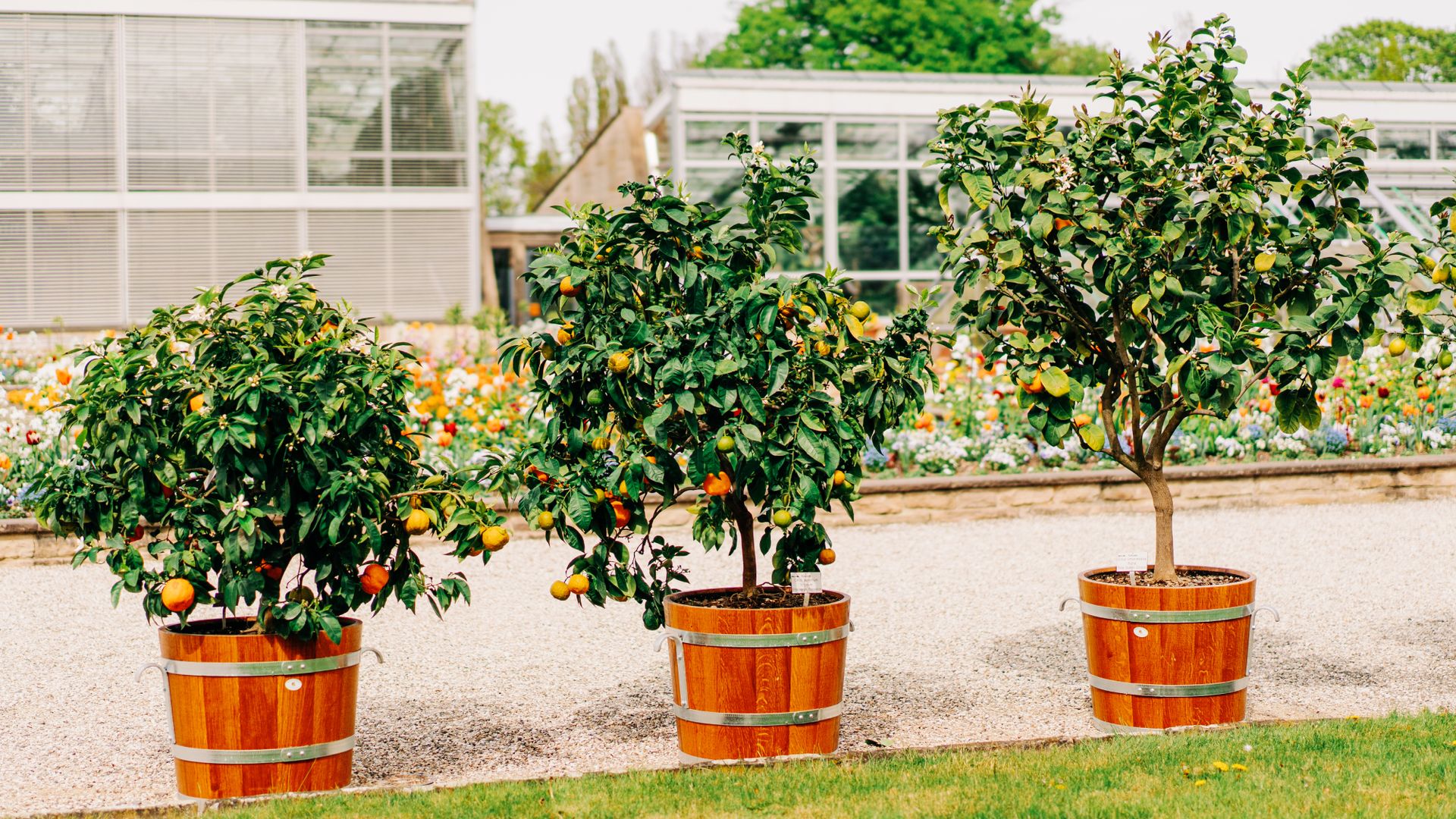 3 Easy to Grow Fruit Trees That Are Perfect for First-Timers ...