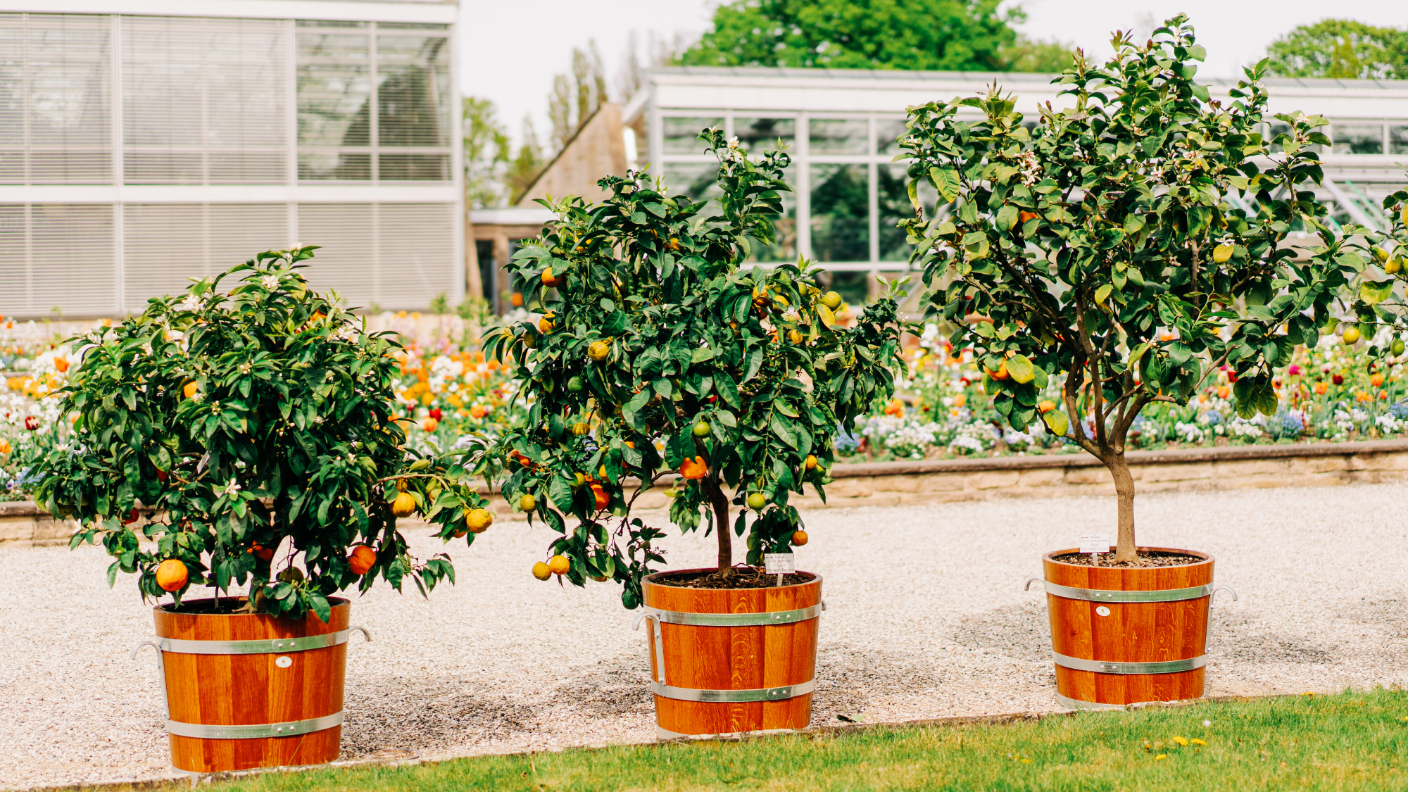 potted citrus trees in front of a garden and greenhouses